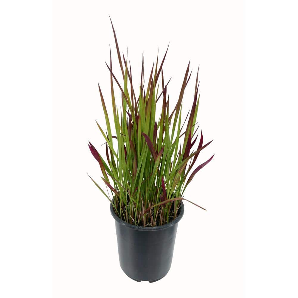 2.5 qt. Perennial Grass Hakonechloa Sunflare - Hercitys