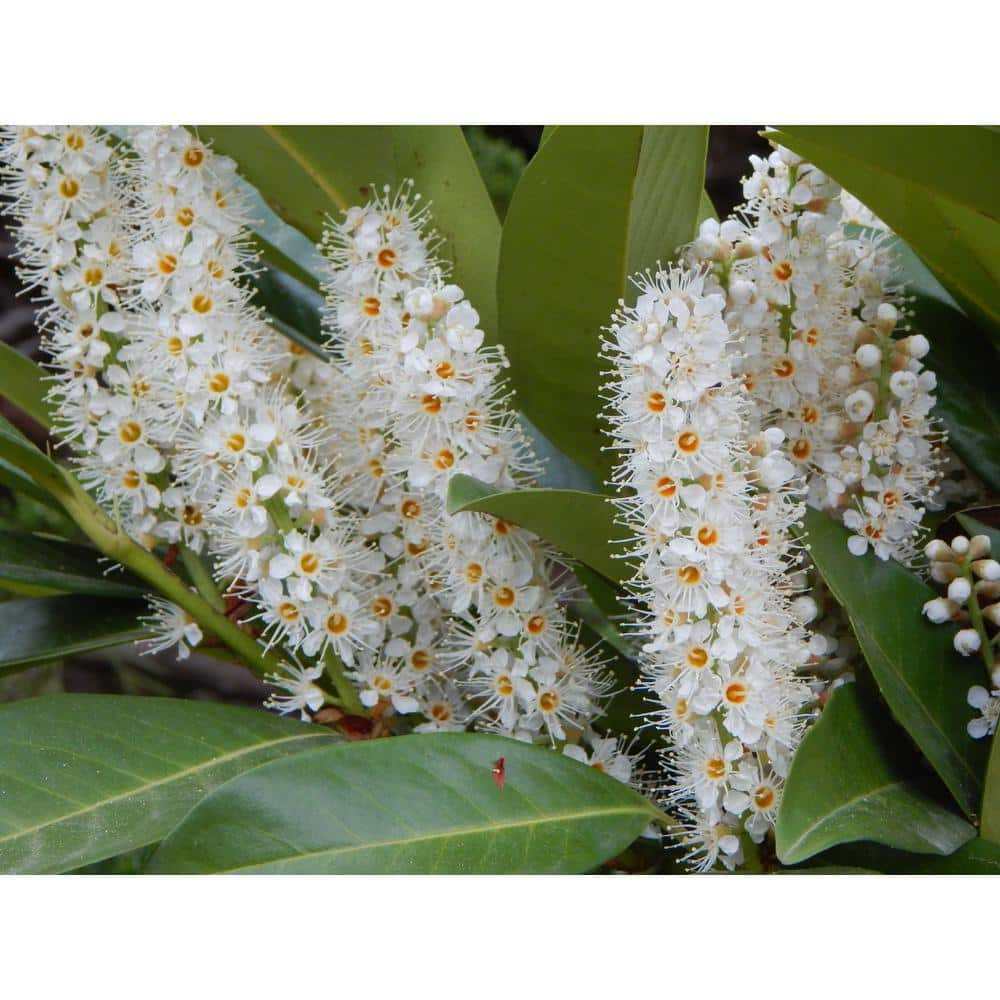 1 Gal. Skip Hedge Laurel with Fast Growing Drought-Tolerant Evergreen Foliage - Hercitys