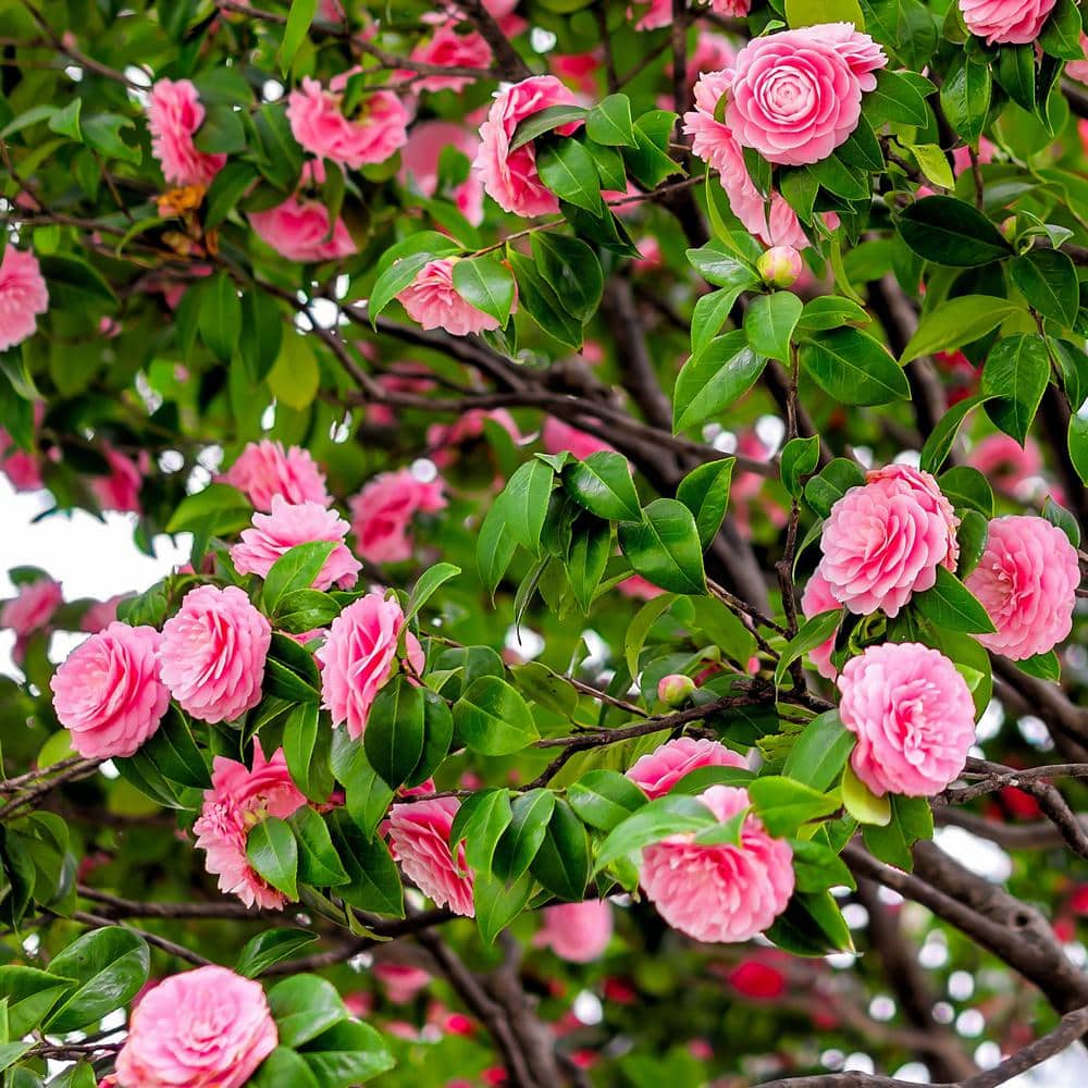3 Gal. Camellia Shi Shi Shrub with Pink Flowers - Hercitys