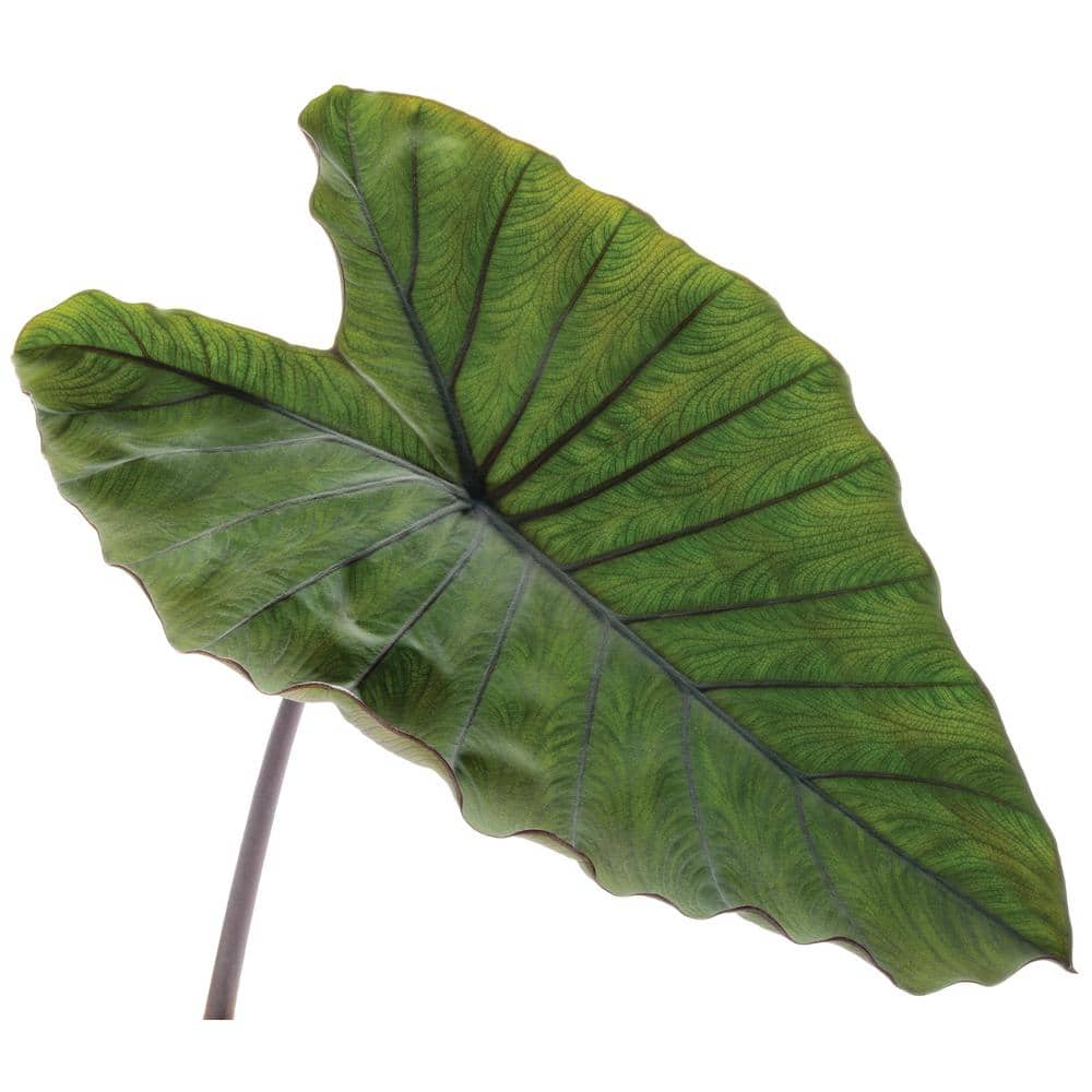 1 Gal. Royale. Heart of the Jungle Elephant’s Ear Live Annual Plant, Green Foliage (1-Pack) - Hercitys