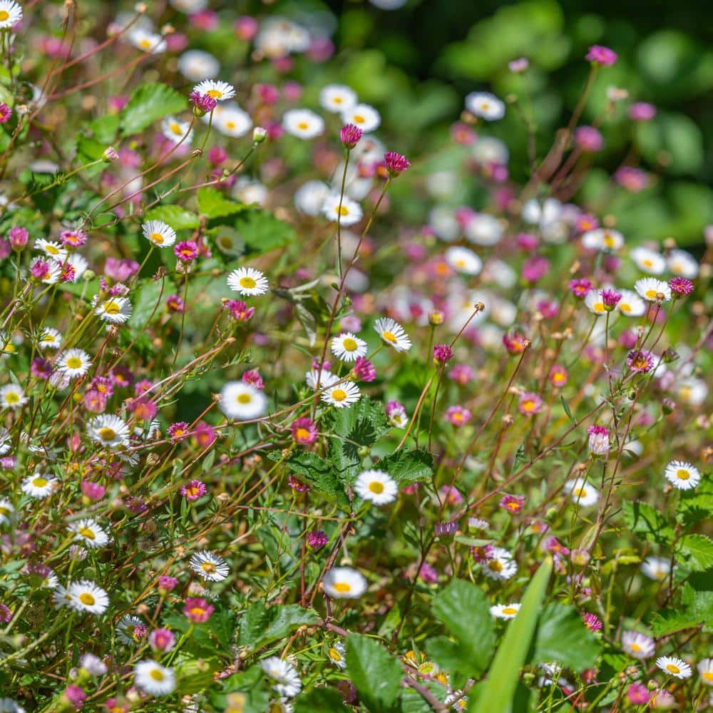 #1 Container Fleabane Daisy Plants (4-Pack) - Hercitys