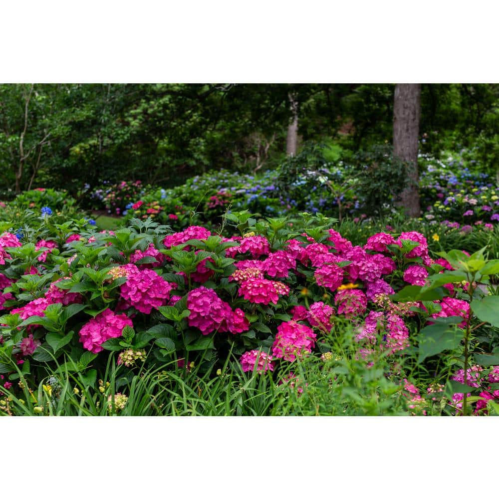 1.0 Gal. Summer Crush Hydrangea Perennial Plant with Pink Flowers (1-Pack) - Hercitys