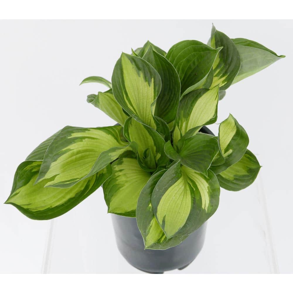 1.0 qt. Perennial Hosta Yellow Variegated - Hercitys