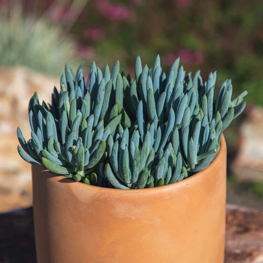 1 Gal. Senecio Mandraliscae Blue Chalk Sticks in Grow Pot Single - Hercitys