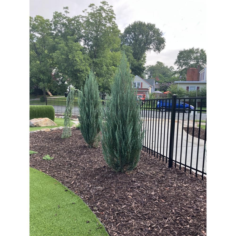 1 Gal. Blue Arrow Juniper Shrub - Hercitys
