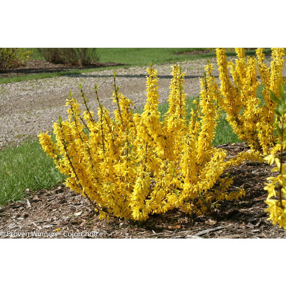 4.5 in. Qt. Show Off Sugar Baby Forsythia Flowering Shrub with Yellow Flowers - Hercitys