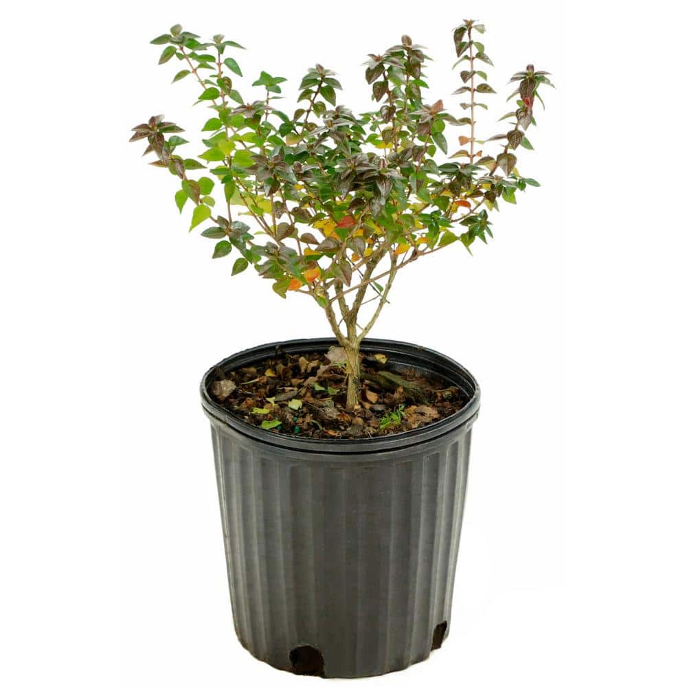 2.25 Gal. Abelia Rose Creek Flowering Shrub with White Blooms - Hercitys