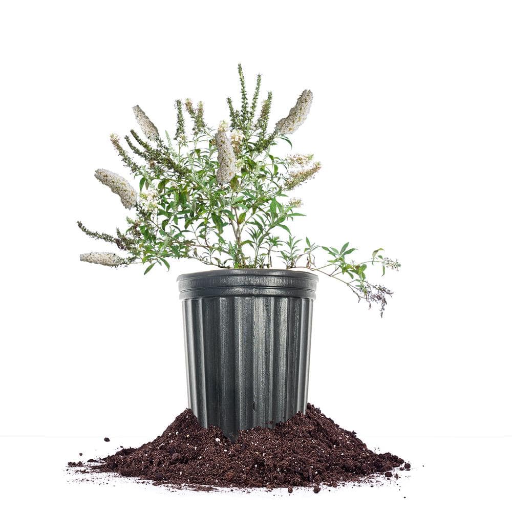 1 Gal. White Profusion Butterfly Bush in Grower’s Pot - Hercitys