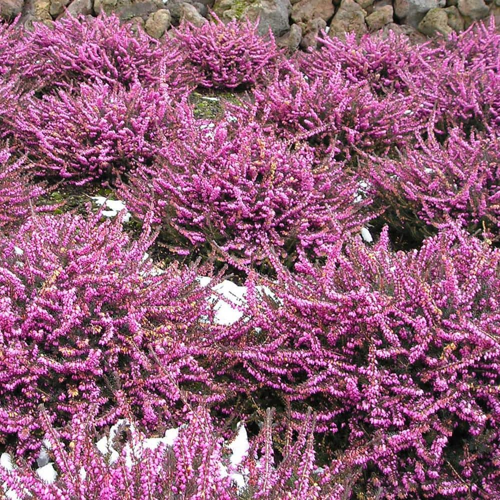 1.5 Gal. Kramer’s Rote Heather Evergreen Live Shrub with Bright Pink Flowers - Hercitys