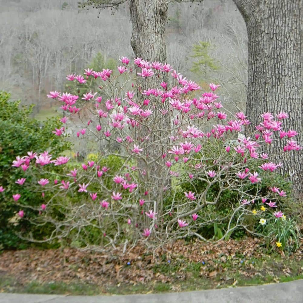 #5 Pot Pink Flowering Jane Japanese Magnolia Tree - Hercitys