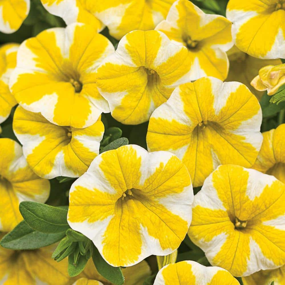 4.25 in. Eco+Grande, Superbells Lemon Slice (Calibrachoa) Live Plant, Yellow and White Flowers (4-Pack) - Hercitys