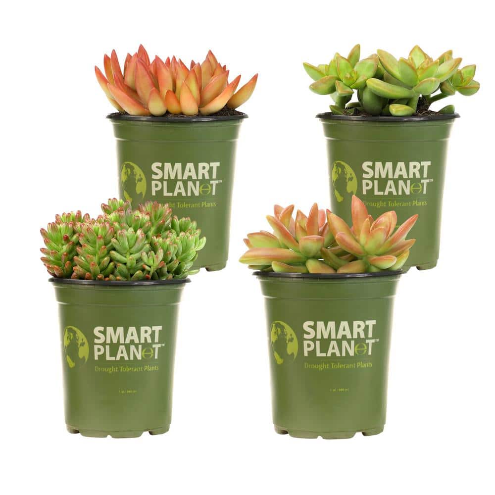 1 qt. Sedum Assorted Succulents (4-Pack) - Hercitys