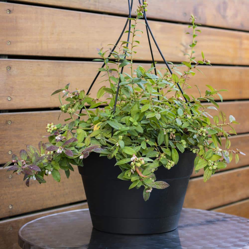 1 Gal. Bushel and Berry Sapphire Cascade Hanging Blueberry Live Plant - Hercitys