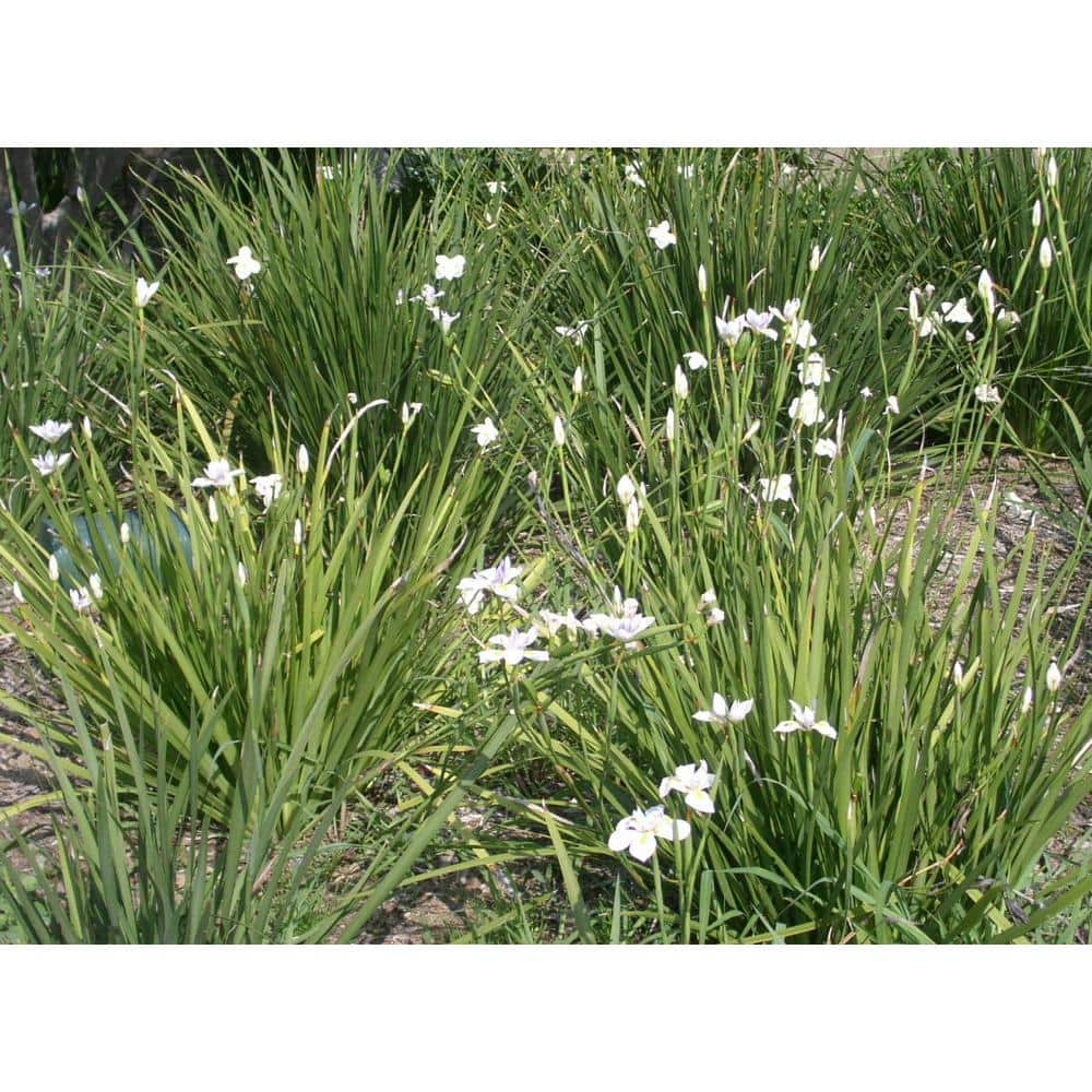 5 Gal. White African Iris Perennial Plant - Hercitys