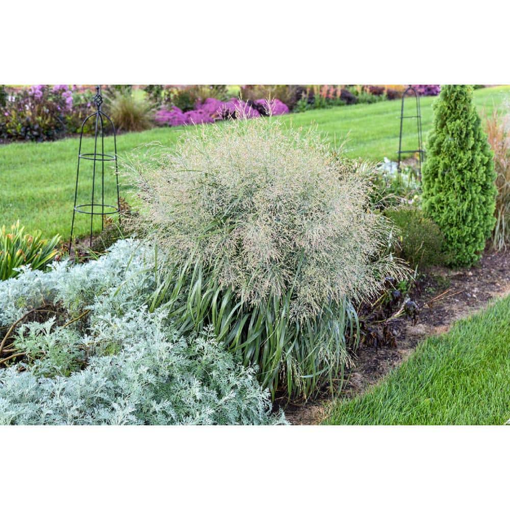 0.65 Gal. Prairie Winds ‘Niagara Falls’ Switch Grass (Panicum), Blue Foliage and Tan Flowers - Hercitys