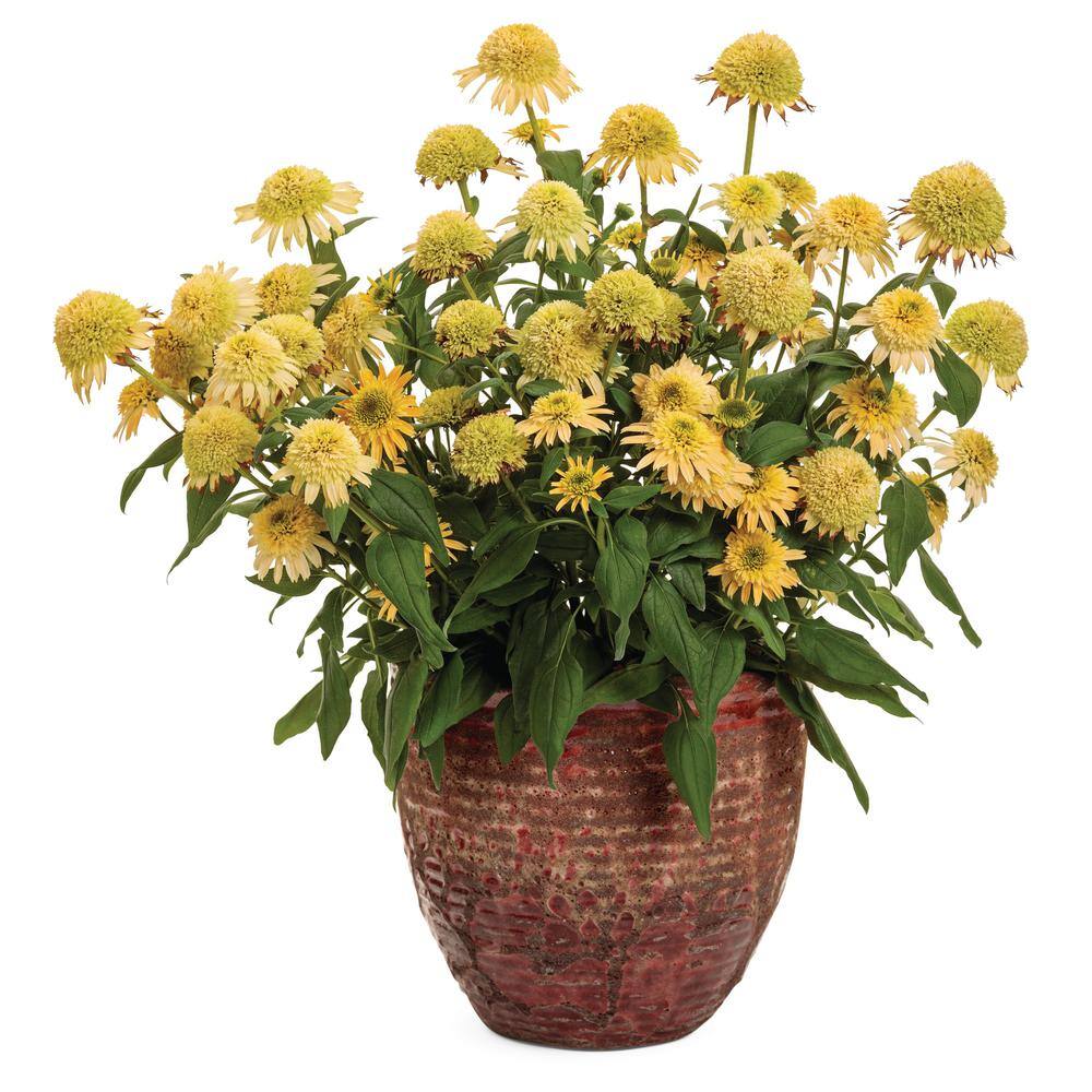 1 Gal. Double Coded Butter Pecan Yellow Flowers, (Coneflower) Live Perennial Plant (1-Pack) - Hercitys