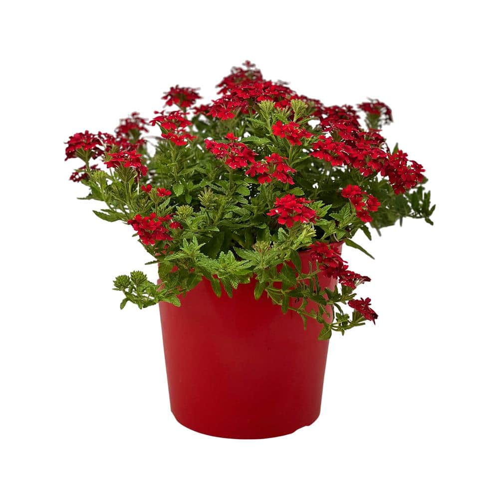 1.5 Gal. Verbina Plant Firehouse Red Flower in 8.25 in. Grower’s Pot - Hercitys