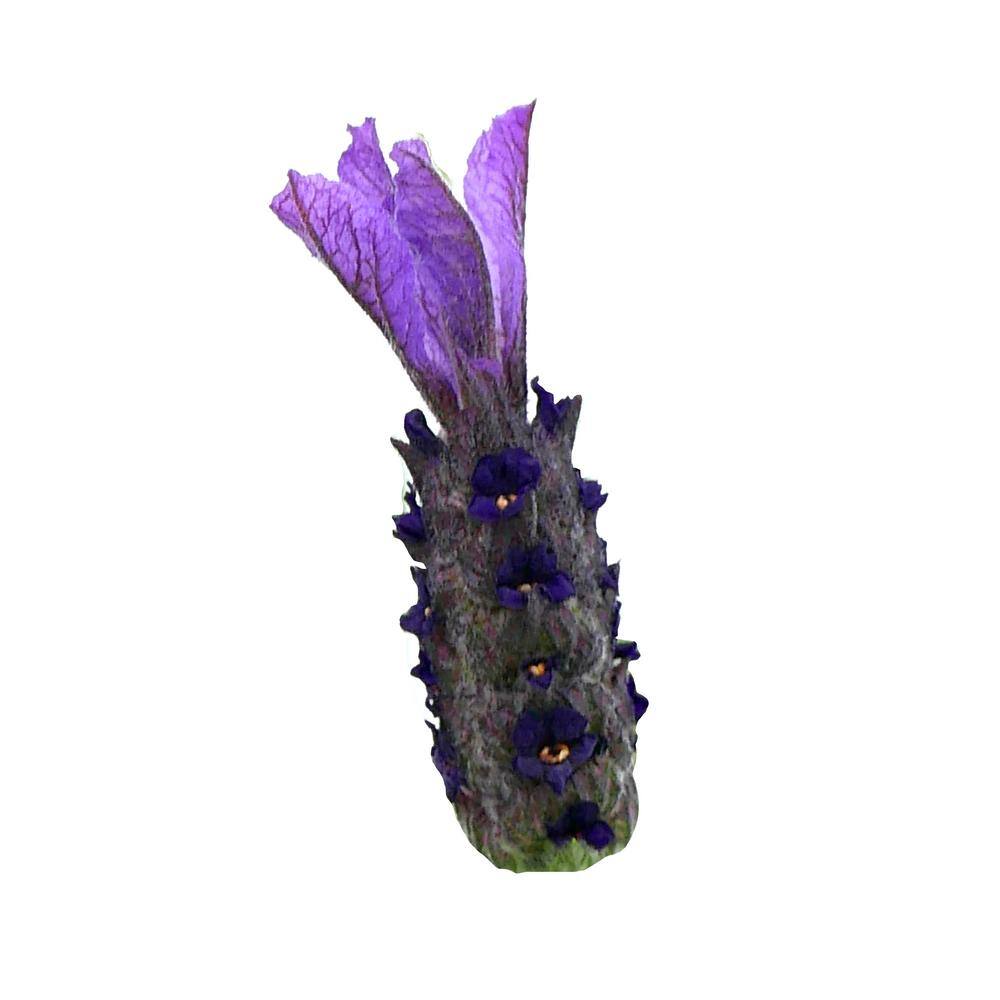 1.5GL Lavender stoechas Perennial Plant with Purple Flowers – 1 Pack - Hercitys