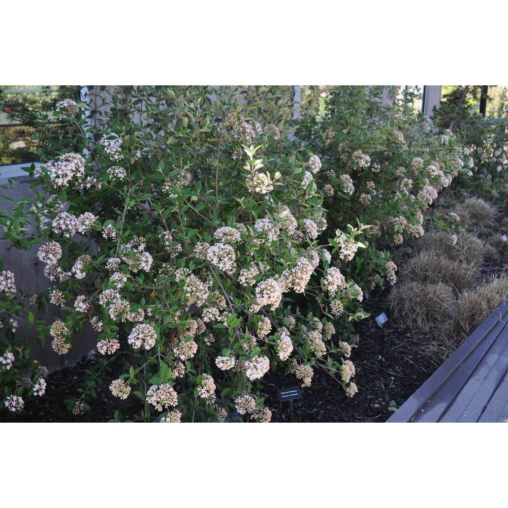 1 Gal. Burkwood Viburnum Evergreen Shrub - Hercitys