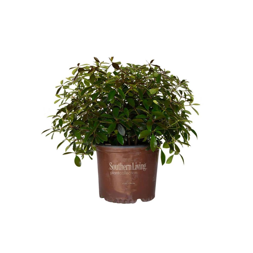 3 Gal. Leann Cleyera – Live Mid-Sized Evergreen Shrub, Glossy Foliage - Hercitys