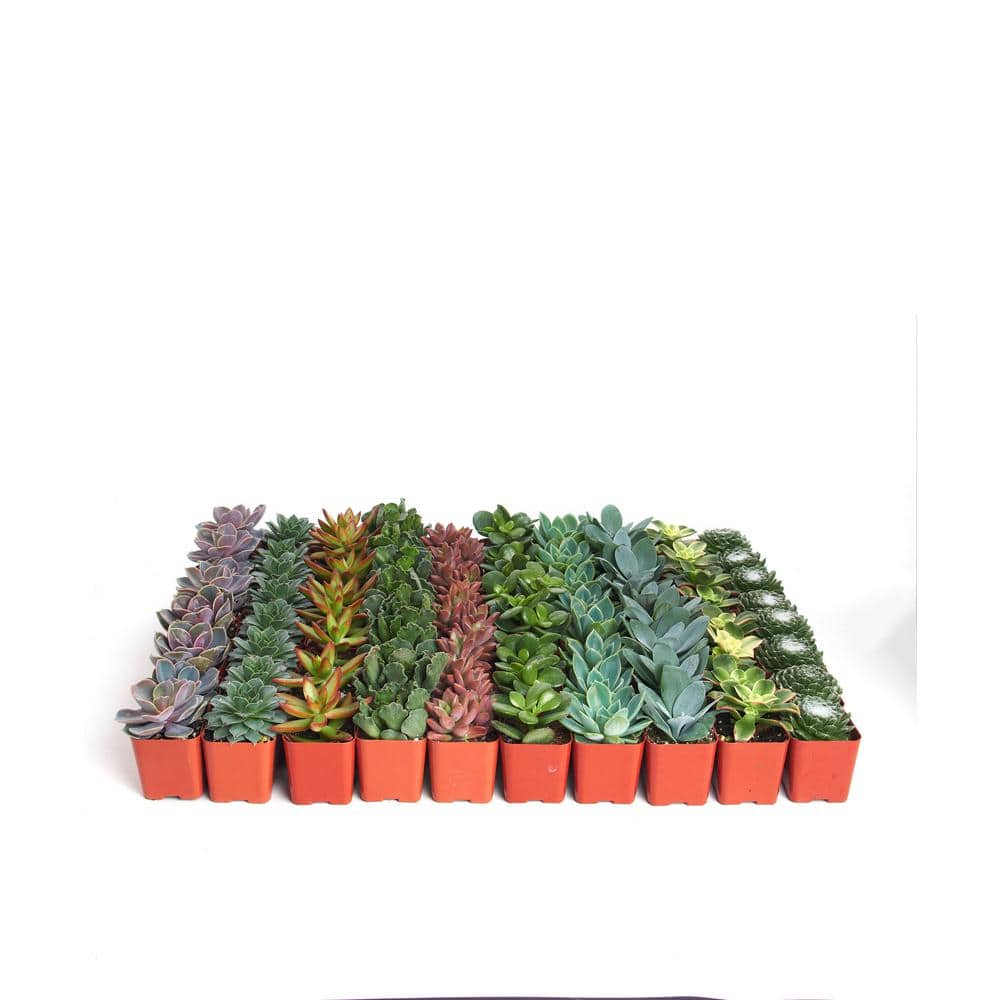 2 in. Assorted Succulent (Collection of 64) - Hercitys