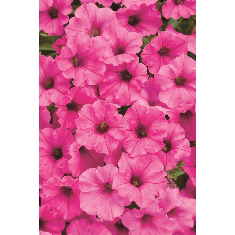 4.25 in. Eco Plus Grande, Supertunia Mini Vista Hot Pink (Petunia), Live Annual Plant, with Pink Flowers (4-Pack) - Hercitys
