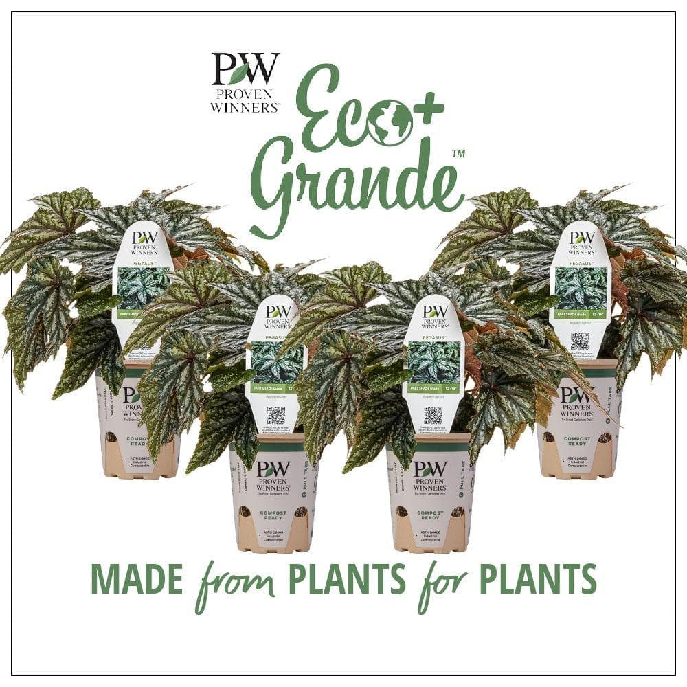 4.25 in. Eco+Grande Pegasus (Begonia) Live Plant, Green and Silver Foliage (4-Pack) - Hercitys
