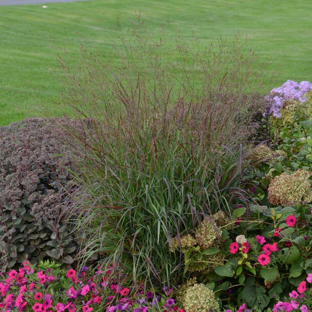 0.65 Gal. Prairie Winds Cheyenne Sky Red Switch Grass (Panicum Virgatum) Live Perennial Plant - Hercitys