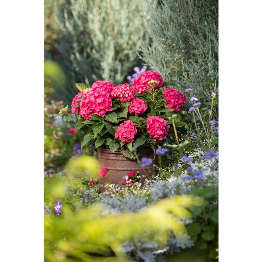 1 Gal. Summer Crush Reblooming Hydrangea Flowering Shrub with Raspberry Red Flowers - Hercitys