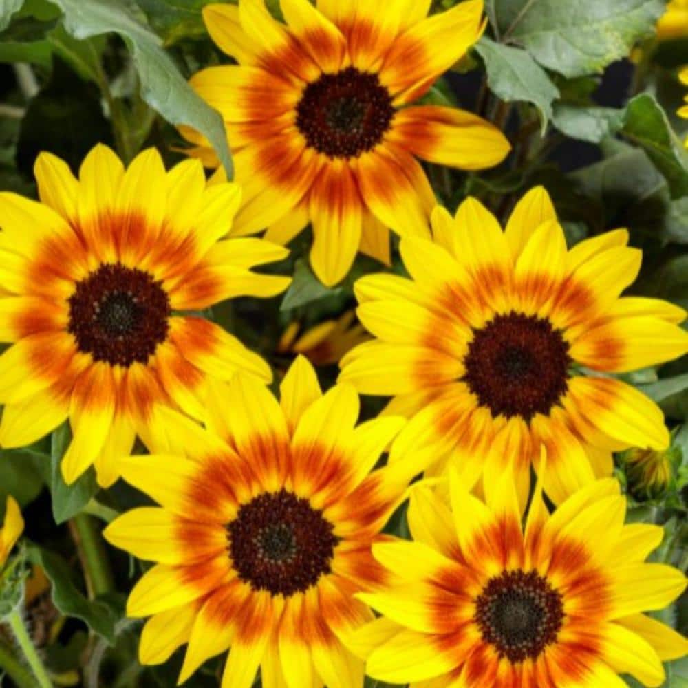 4.25 in. Eco+Grande Suncredible Saturn Sunflower (Helianthus) Live Plant, Yellow Flowers (4-Pack) - Hercitys