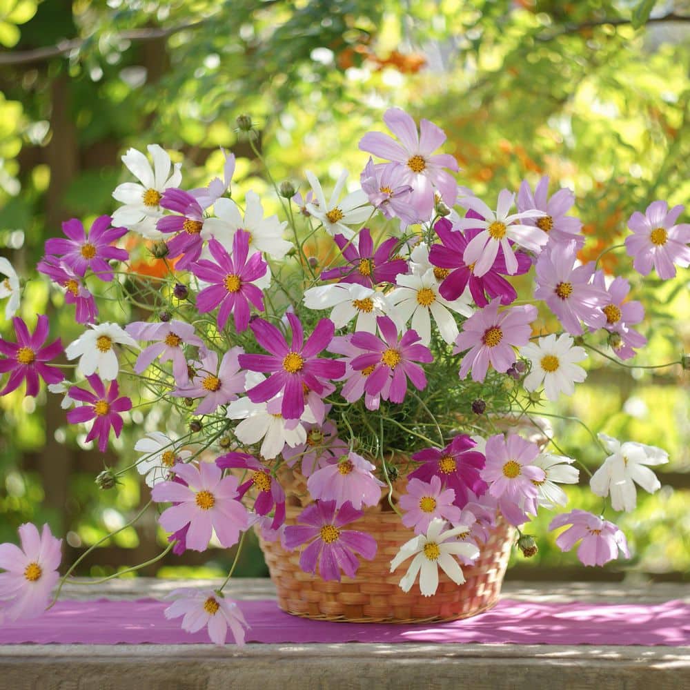 3.5 in. Cosmos Pollinator Plant Seed Grow Kit - Hercitys