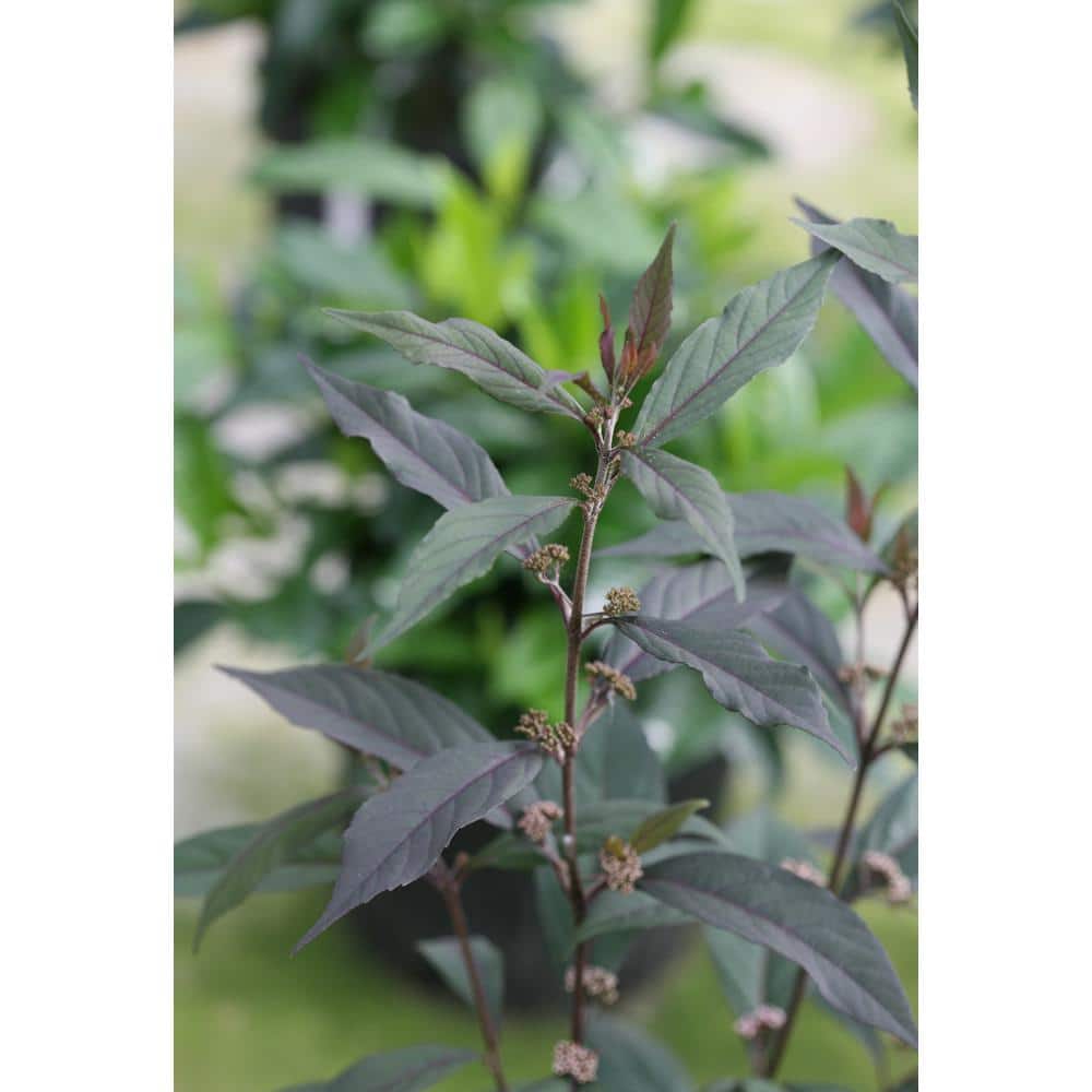 1 Gal. Pearl Glam Beautyberry Bush (Callicarpa) Live Shrub, Dark Purple Foliage and Violet-Purple Berries - Hercitys
