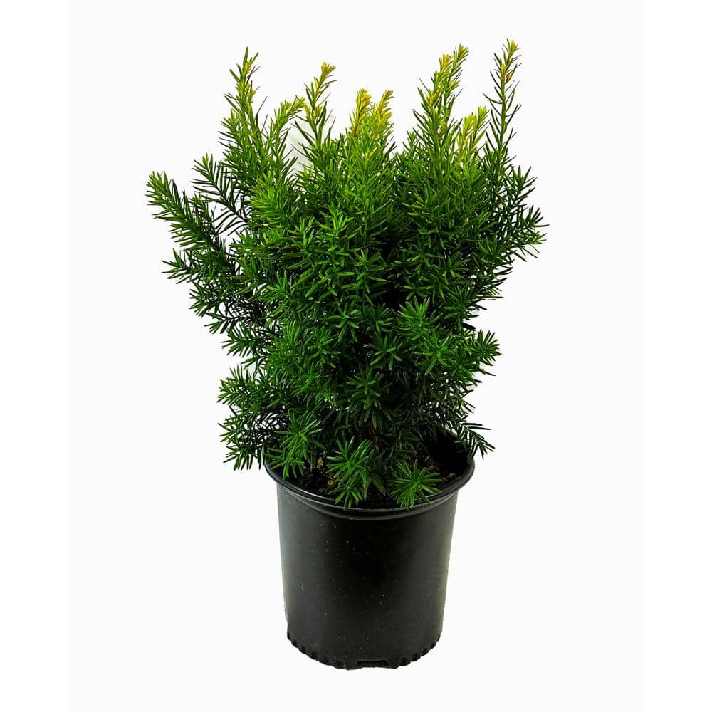 1.5 Gal. Dense Spreading Yew (Taxus) Live Shrub - Hercitys