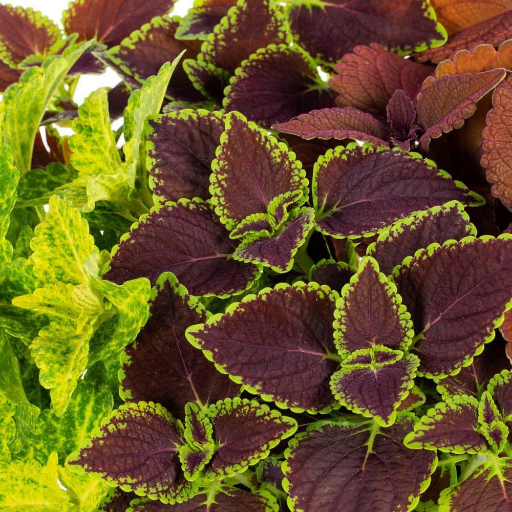 3 Qt. Drop N Decorate Coleus Mix (2-Pack) - Hercitys