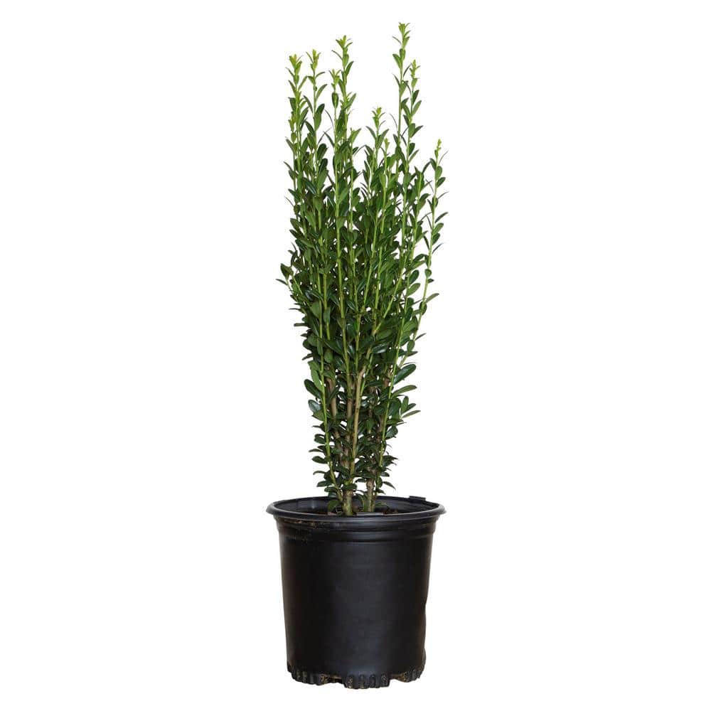 2.5 Qt. Sky Pencil Japanese Holly(Ilex), Live Plant, Upright Growth Habit - Hercitys