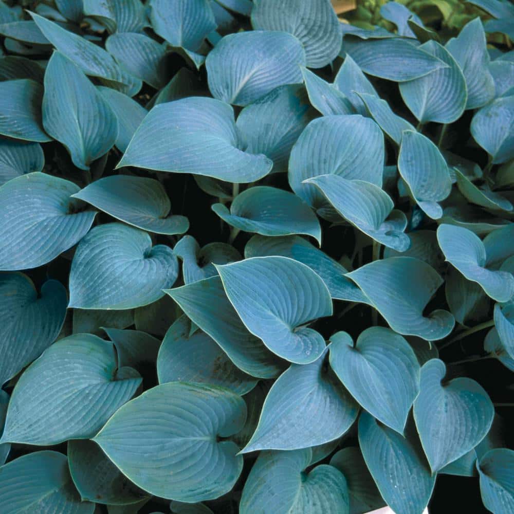 3 Gal. Pot, Halcyon Hosta Deciduous Perennial Plant (1-Pack) - Hercitys