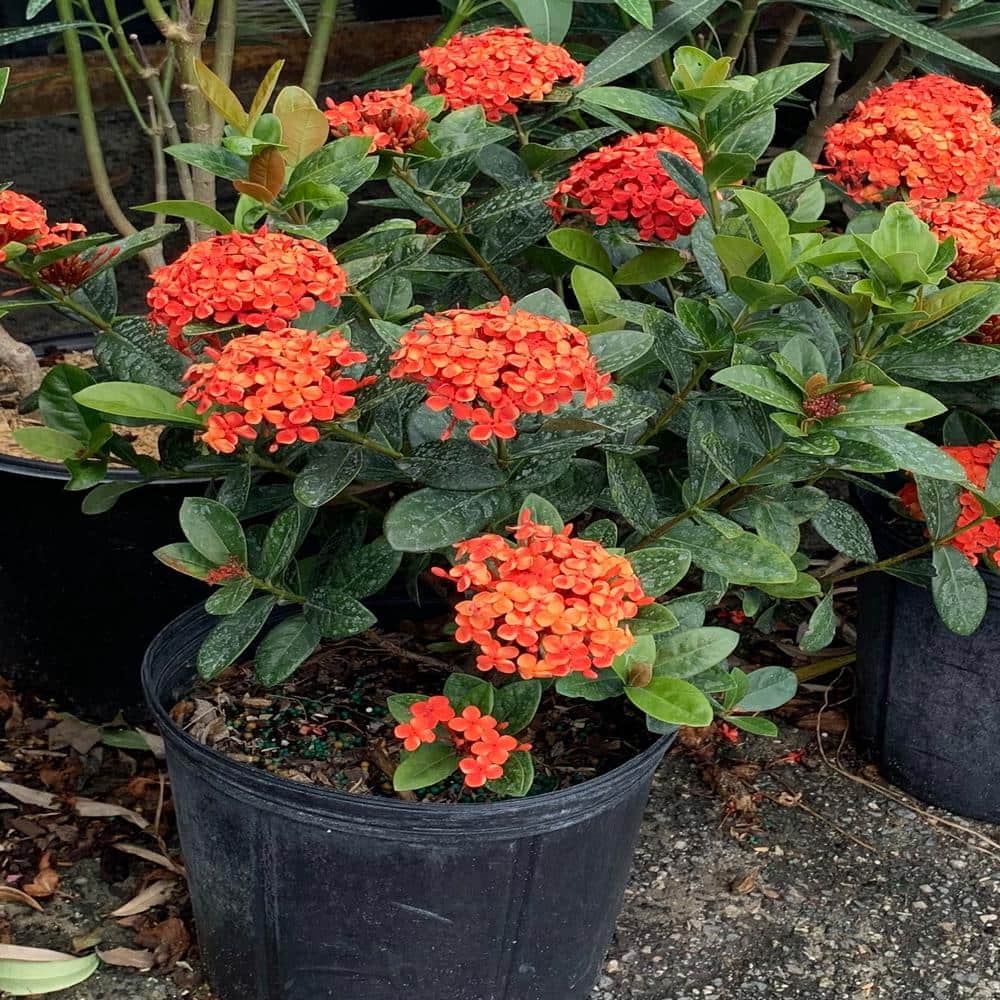 10 in. Maui Red Ixora Flowering Shrub With Red Flowers - Hercitys