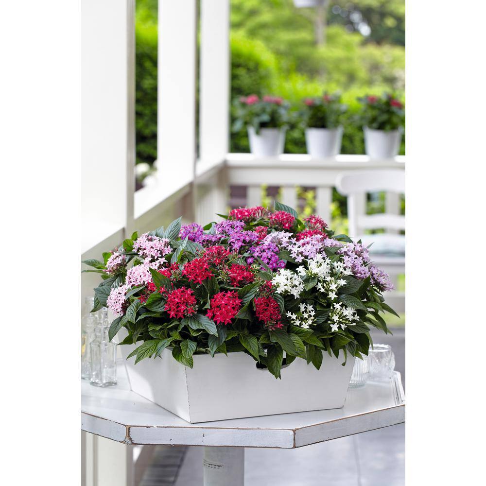 1.5 Gal. Penta Plant Violet Flower in 8.25 in. Grower’s Pot - Hercitys