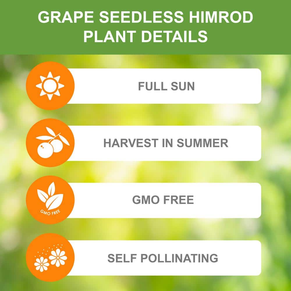 1-Year, Himrod Seedless Grape Bare Root, Non-GMO (Bag of 1) - Hercitys