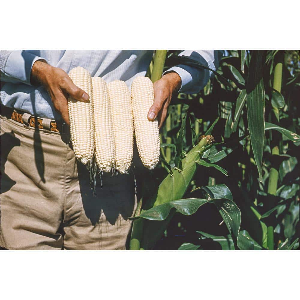 0.50 lb. Sweet Corn Silver Queen Hybrid (Seed Packet) - Hercitys