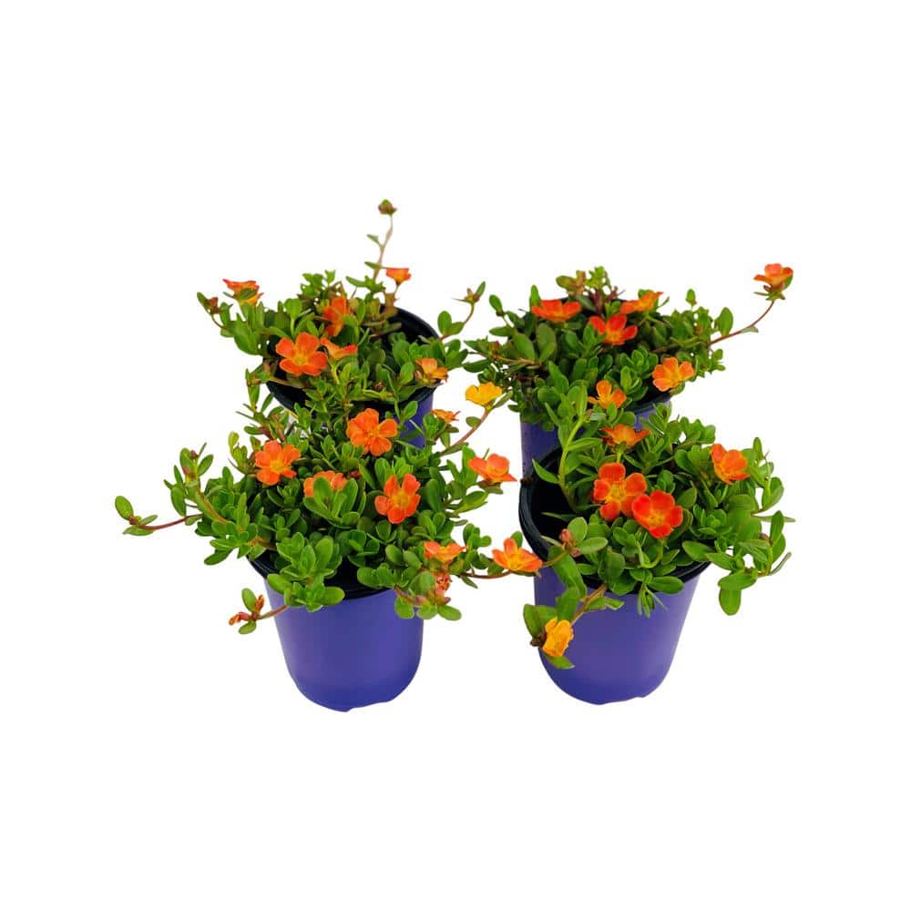 1.38 Pt. Purslane Plant Orange Flowers in 4.5 In. Grower’s Pot (4-Plants) - Hercitys