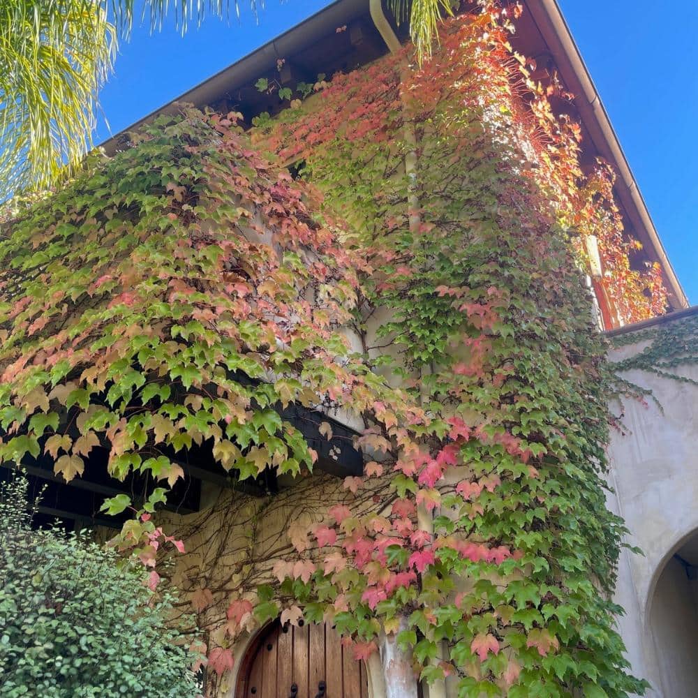 #5 Container Boston Ivy Perennial Vine Plant - Hercitys