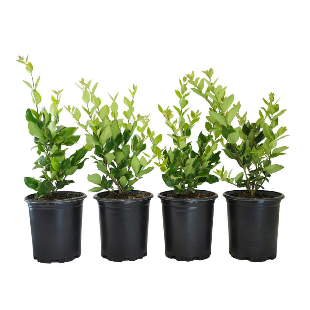 #1 Container Waxleaf Privet Hedge Shrub (4-Pack) - Hercitys
