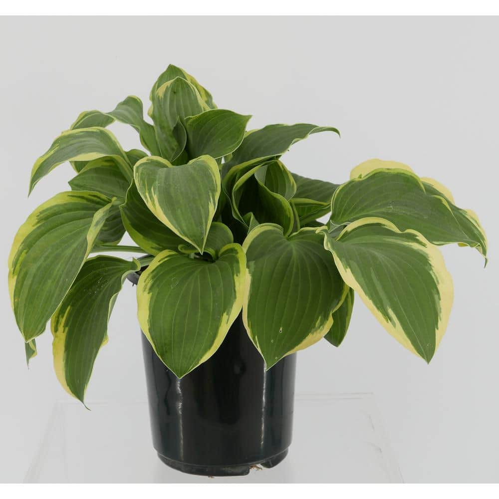 2.5 qt. Perennial Hosta Twilight (4-Pack) - Hercitys