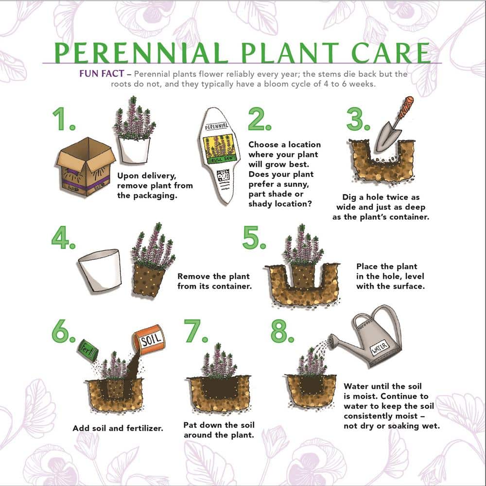 1 Gal. Shadowland Coast to Coast Hosta Live Flowering Shade Perennial Plant - Hercitys