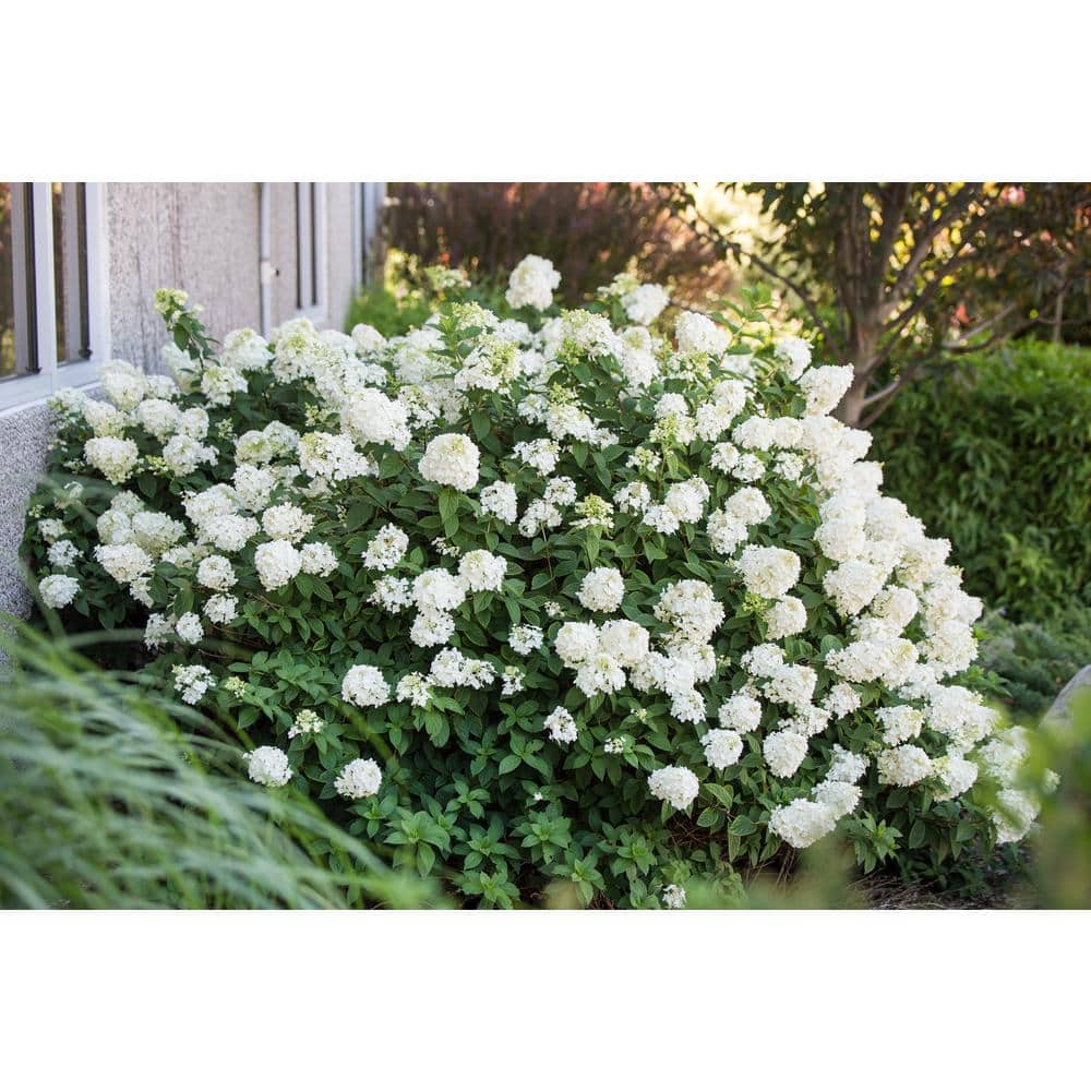 1 Gal. Strawberry Sundae Hydrangea Flowering Shrub with White to Pink Flowers - Hercitys