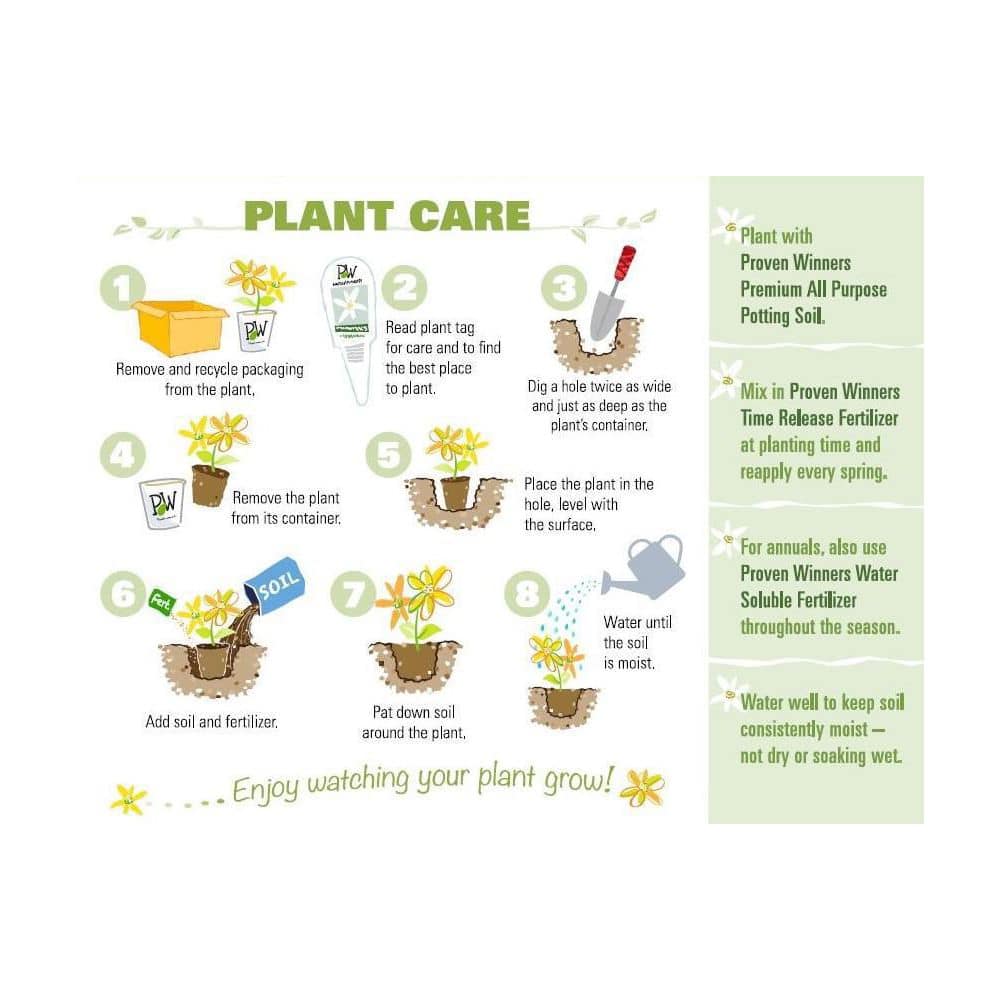 4.25 in. Eco+Grande Superbena Sparkling Rose (Verbena) Live Plants, Pink and Red Flowers (4-Pack) - Hercitys