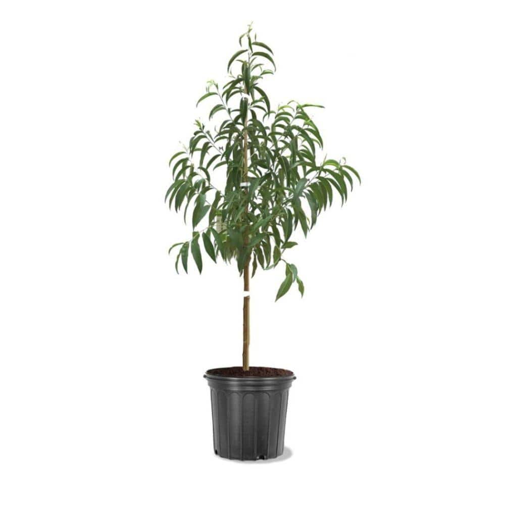 5 Gal. Tropic Beauty Peach Tree - Hercitys