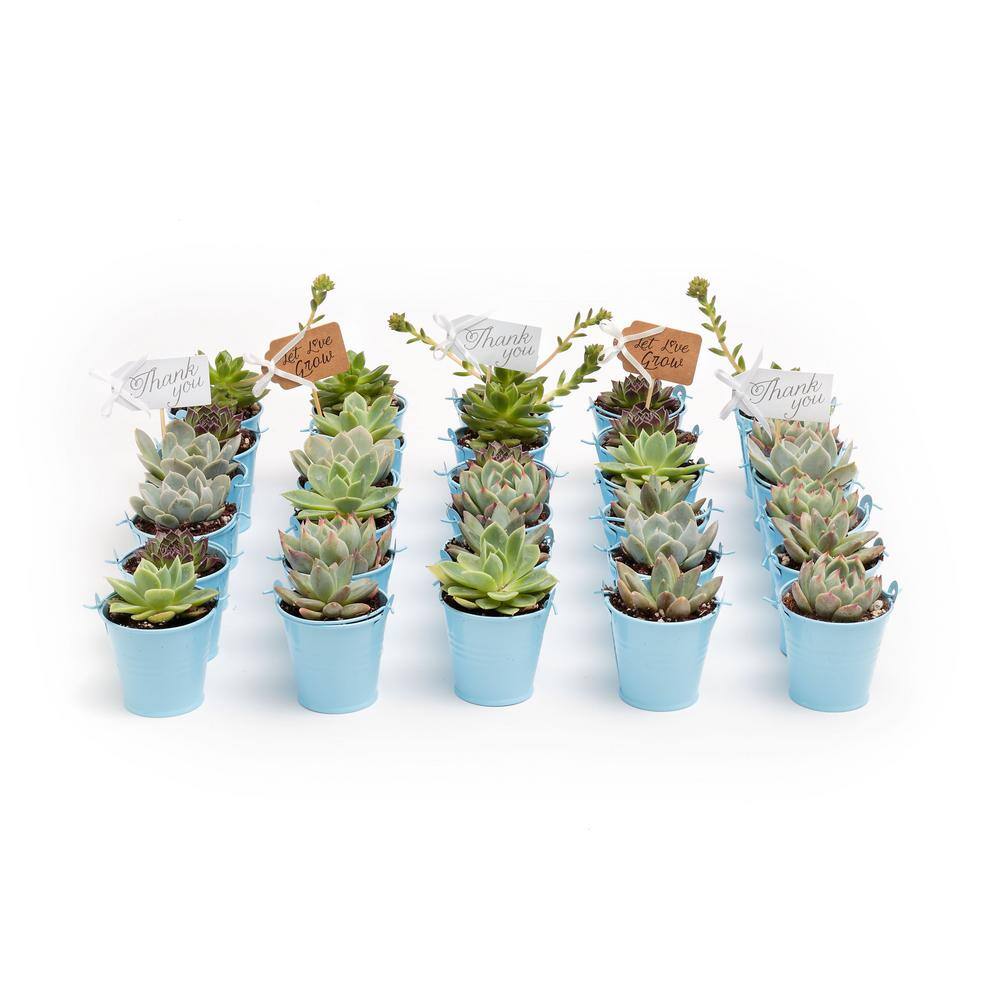 2 in. Wedding Event Rosette Succulents Plant with Blue Metal Pails and Let Love Grow Tags (30-Pack) - Hercitys