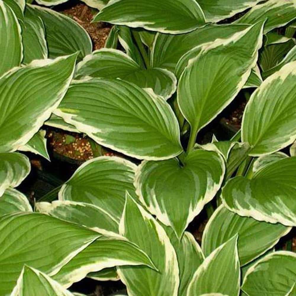1 Gal. Pot, Albo Marginata Hosta Potted Perennial Plant (1-Pack) - Hercitys